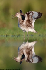 Willet