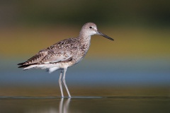 Willet