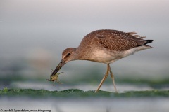 Willet