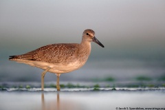 Willet