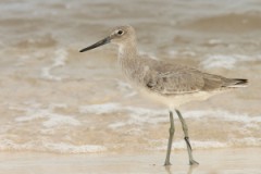 Willet