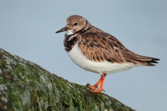 Ruddy Turnstone