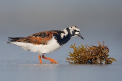 Ruddy Turnstone