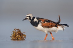 Ruddy Turnstone