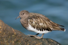 Black Turnstone