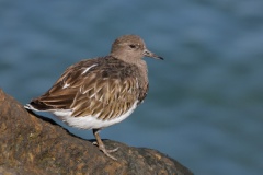 Black Turnstone