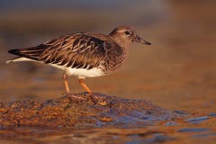 Black Turnstone