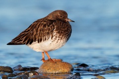 Black Turnstone