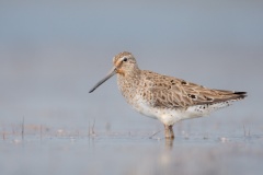 Short-billed Dowitcher