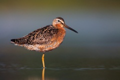 Short-billed Dowitcher