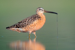 Short-billed Dowitcher