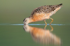 Short-billed Dowitcher