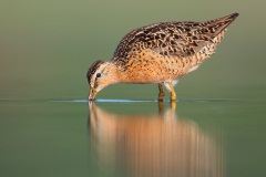 Short-billed Dowitcher