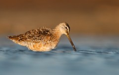 Long-billed Dowitcher