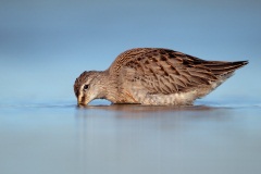 Long-billed Dowitcher