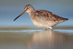 Long-billed Dowitcher