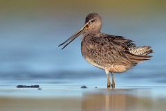 Long-billed Dowitcher