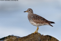 Surfbird