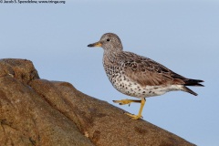 Surfbird