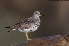 Surfbird