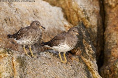 Surfbird