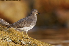 Surfbird