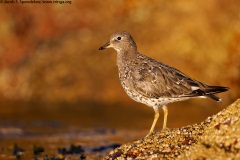 Surfbird