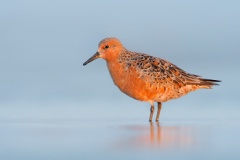 Red Knot