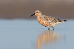 Red Knot