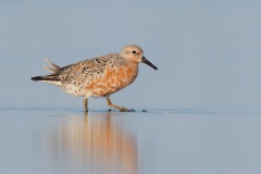 Red Knot