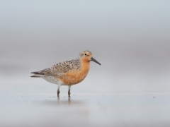 Red Knot