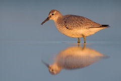 Red Knot