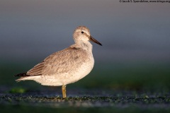 Red Knot