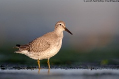 Red Knot