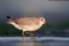 Red Knot