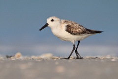 Sanderling