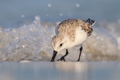 Sanderling