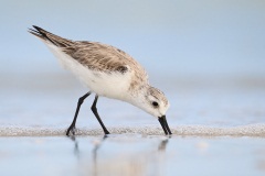 Sanderling