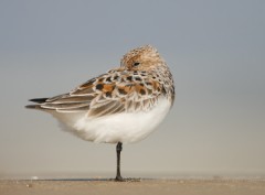 Sanderling