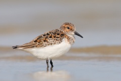 Sanderling