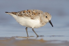 Sanderling