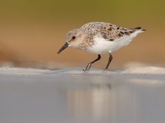 Sanderling