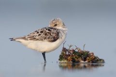 Sanderling