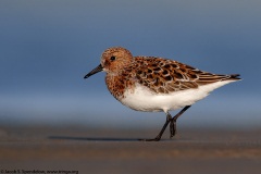 Sanderling