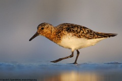 Sanderling