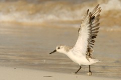 Sanderling