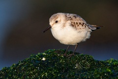 Sanderling