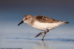 Semipalmated Sandpiper