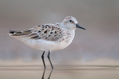 Semipalmated Sandpiper