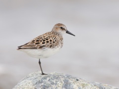 Semipalmated Sandpiper